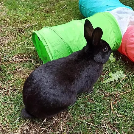 شقة Mit Spielplatz, Kaninchen Und Whirlpool غرافنهاوسن